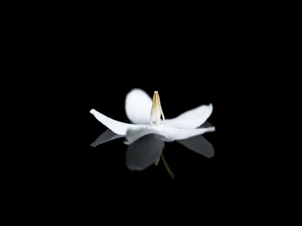 White flower of Wrightia religiosa Benth on black background. — Stock Photo, Image