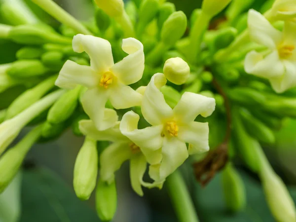 Fiori e boccioli di papaya — Foto Stock