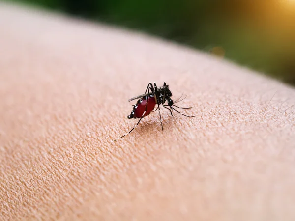 Mosquito sucking blood. — Stock Photo, Image