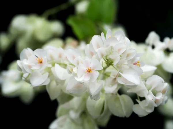 Fiore Creeper messicano bianco . — Foto Stock