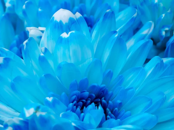 Close up of blue chrysanthemum flower — Stock Photo, Image
