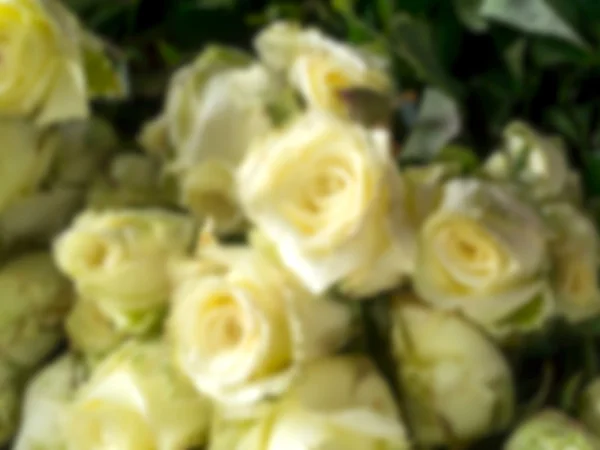 Blur image of rose flower. — Stock Photo, Image