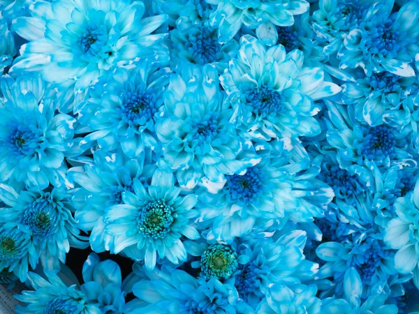 Закрыть синий цветок хризантемы — стоковое фото