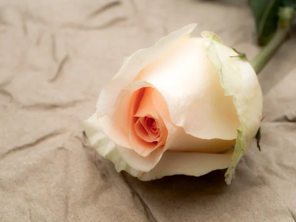 Close up of rose flower — Stock Photo, Image