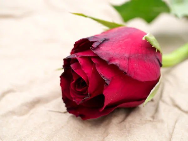 Close up of red rose flower on brown paper. — Stock Photo, Image