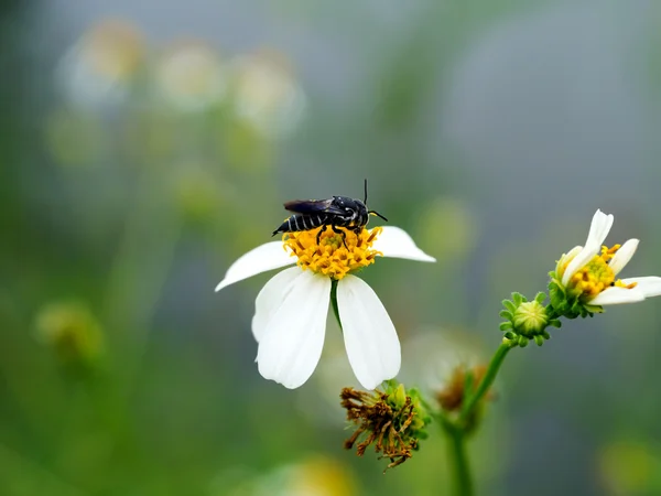 Primo piano di erba fiori in giardino . — Foto Stock