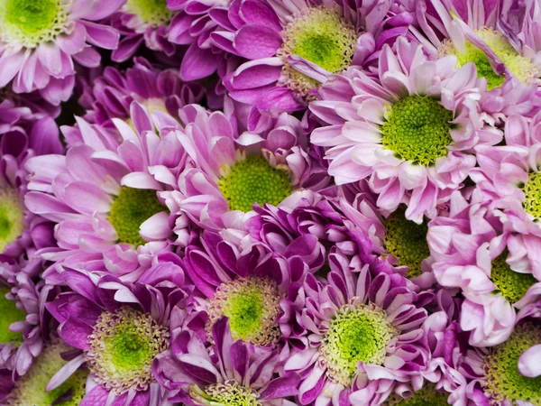 Primo piano del fiore di crisantemo viola — Foto Stock