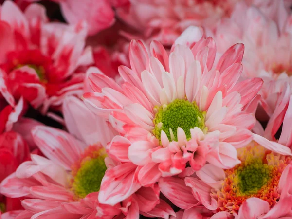 Primo piano del fiore di crisantemo — Foto Stock