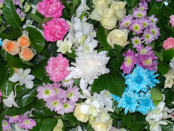 Bakgrundsbilden av de färgglada blommor — Stockfoto