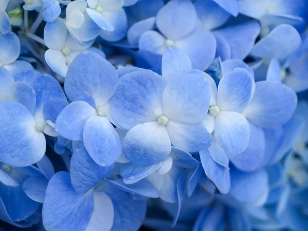 Mavi ortanca çiçek.