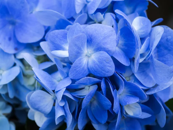 Květ modré hortenzie. — Stock fotografie