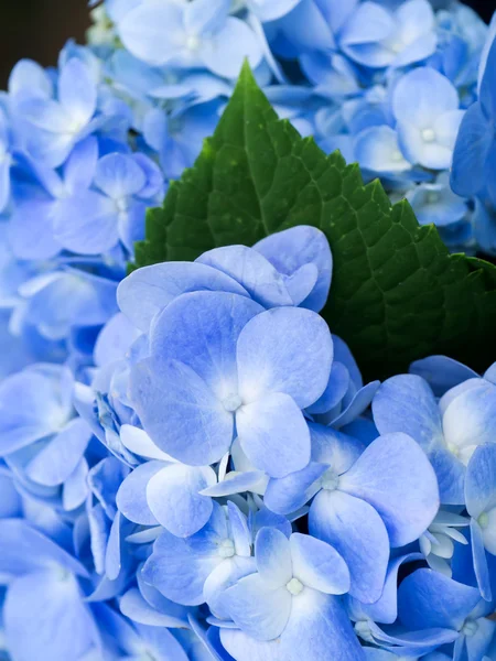 Blue Hydrangea flower. — Stock Photo, Image