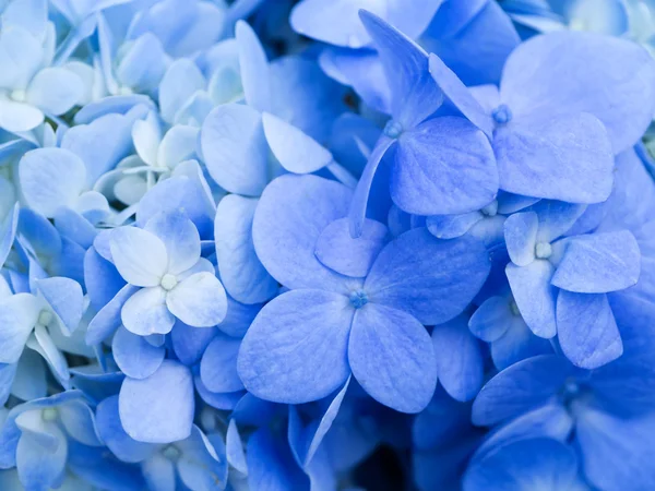 Mavi ortanca çiçek. — Stok fotoğraf