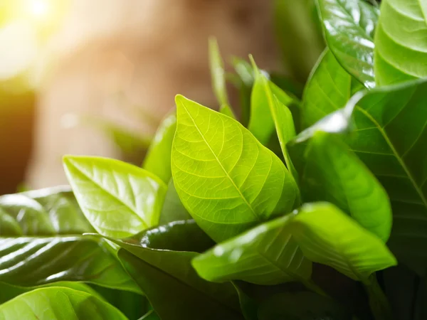 Green leaves and sunlight — Stock Photo, Image