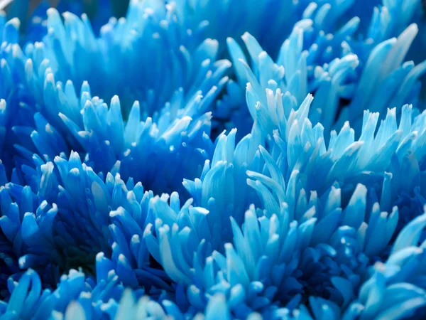 Närbild på blå krysantemum blomma — Stockfoto