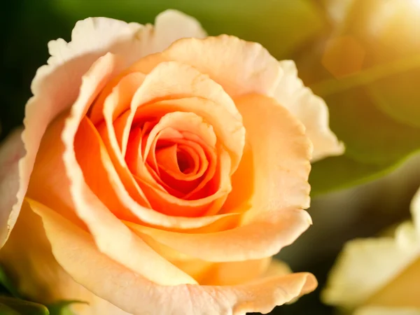 Zbliżenie kwiatu róży — Zdjęcie stockowe
