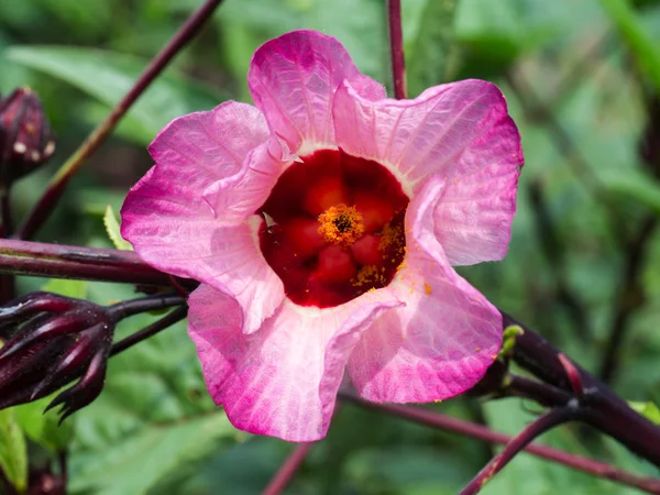 Hibiscus sabdariffa ou fleur de roselle — Photo