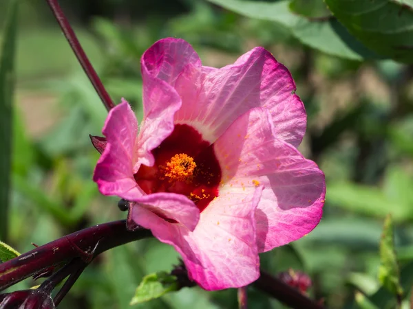 Hibiscus sabdariffa ou fleur de roselle — Photo