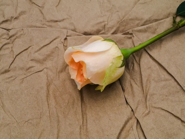 Zbliżenie kwiatu róży Zdjęcie Stockowe