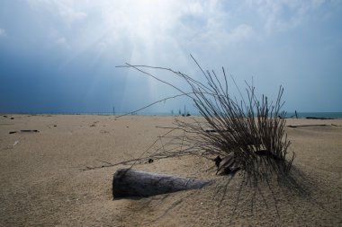 Kütükleri boş plajları üzerinde.