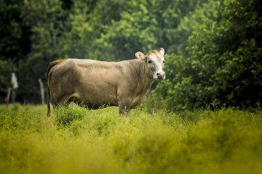 İnekler vurmak için arıyor.