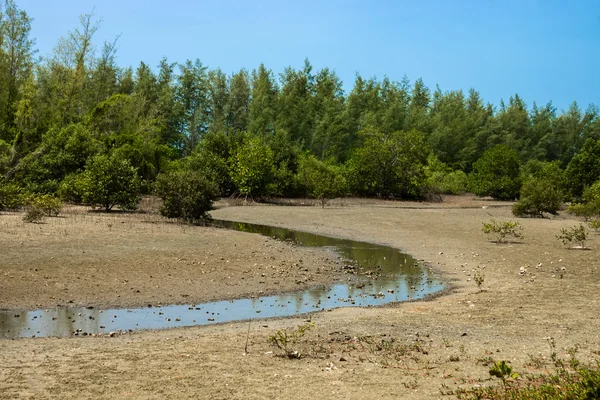 Bosque de manglares selva tropical tópica . — Foto de Stock