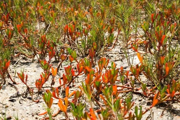 Hierba roja en el bosque de manglares selva tropical tópica . — Foto de Stock