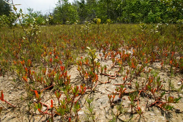 Hierba roja en el bosque de manglares selva tropical tópica . — Foto de Stock