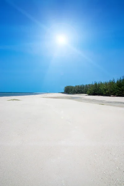 Playas vacías y pinos con el sol . — Foto de Stock