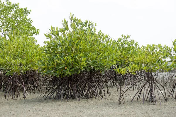 Bosque de manglares y cielo blanco . — Foto de Stock