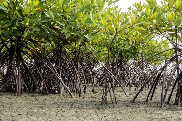 Foresta di mangrovie foresta pluviale topica per lo sfondo . — Foto Stock