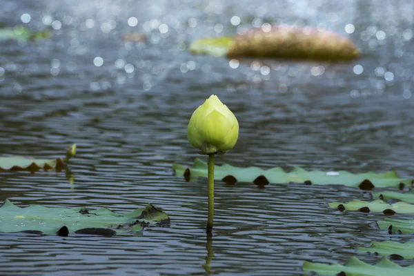 Green lotus flower in blooming. — Stock Photo, Image