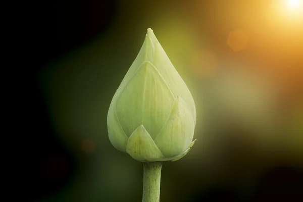 Fleur de lotus vert fleurissant dans le fond sombre avec la lumière du soleil — Photo