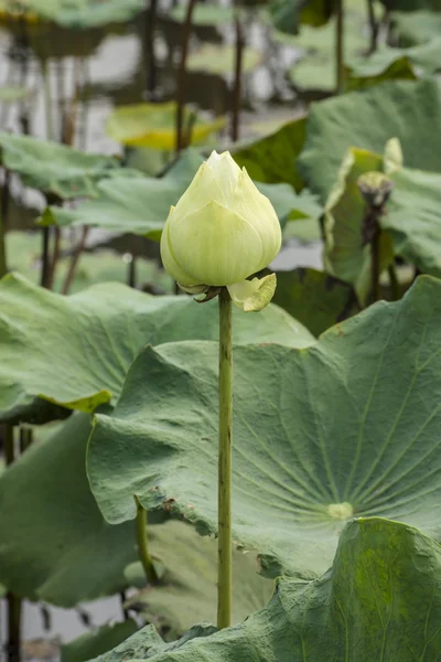 Flor de loto verde en flor . — Foto de Stock