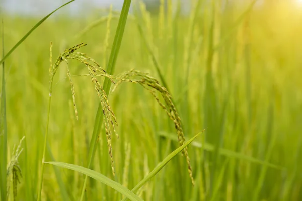 Rýžoviště na rýžovém poli — Stock fotografie