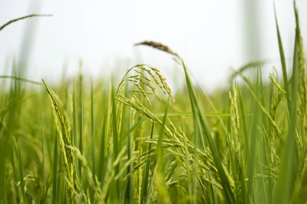 Rijstplant in rijstveld — Stockfoto