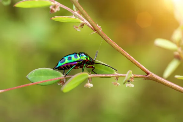 Close up de escaravelho verde . — Fotografia de Stock