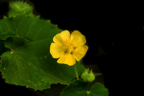 Primer plano de la flor de malva de campo en el jardín . — Foto de Stock