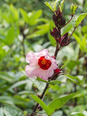 Hibiscus sabdariffa veya roselle meyve çiçek.