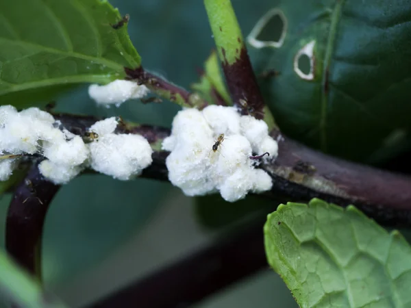 Puceron blanc sur l'arbre . — Photo