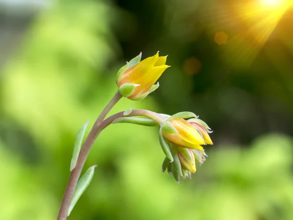 サボテン砂漠の植物の花を閉じる. — ストック写真