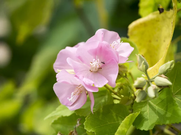 Fiore rosa Dombeya. (Dombeya elegans ) — Foto Stock