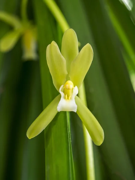 Piękny kwiat orchidea storczyk finlaysonianum alba. — Zdjęcie stockowe