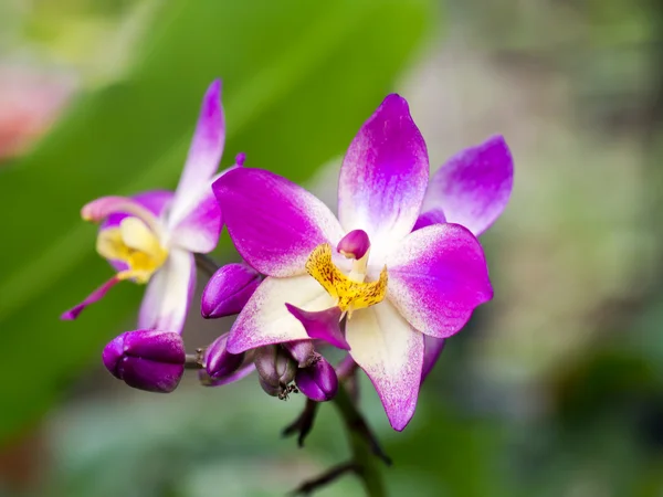 Fiori di orchidee macinate — Foto Stock