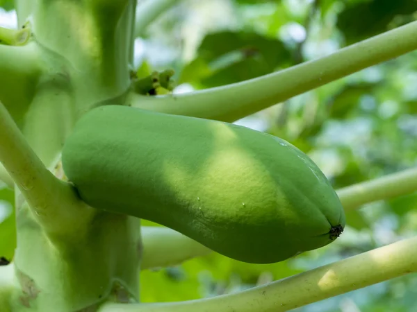 Young Papaya — Stock Photo, Image