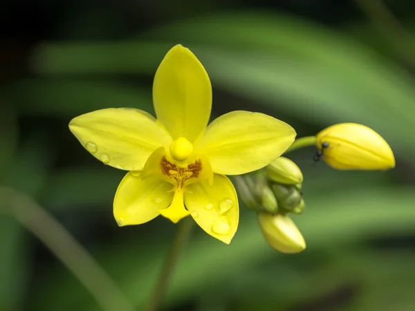 Orchidées au sol fleur — Photo