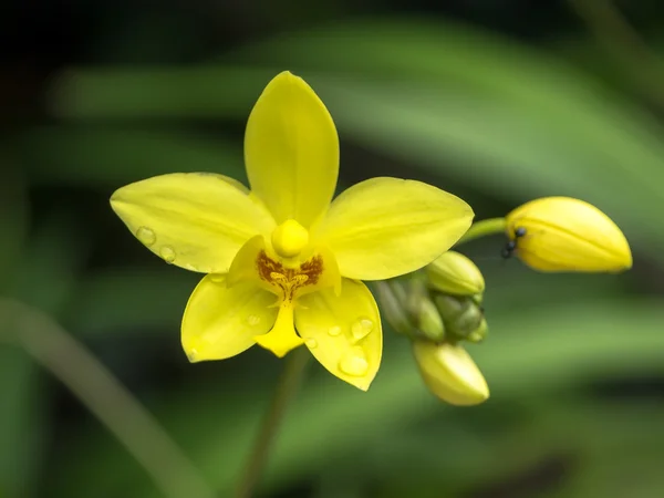 Fiori di orchidee macinate — Foto Stock