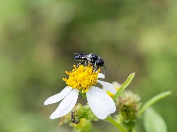 Närbild på insekt på blommor gräs i trädgården. — Stockfoto