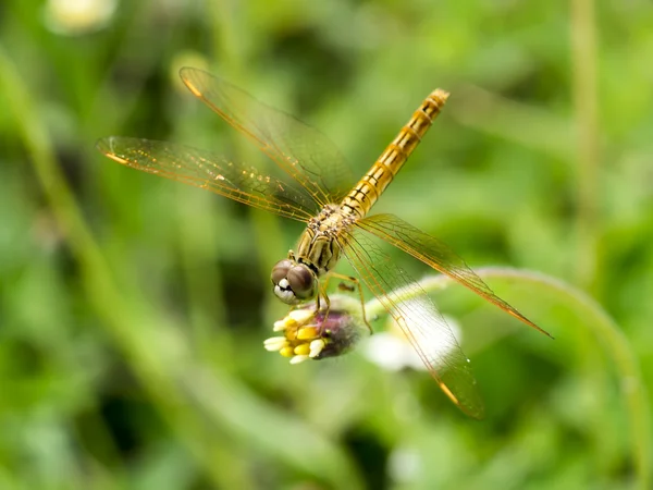Primer plano de libélula sobre hierba de flores . —  Fotos de Stock