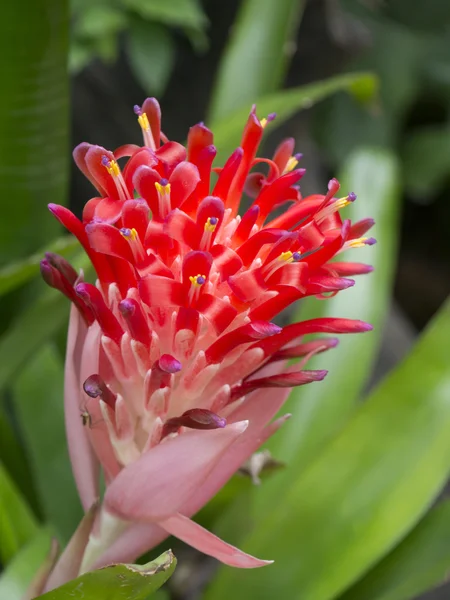 Close up Bromeliads flower. — Stock Photo, Image